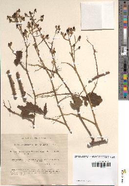 spécimen de Rubus nitidus x serpens