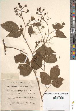 spécimen de Rubus tereticaulis