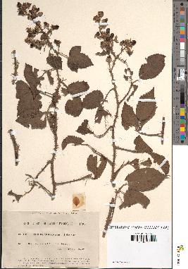 spécimen de Rubus ulmifolius x foliosus