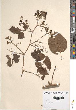 spécimen de Rubus nemorosus