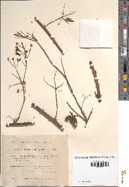 spécimen de Rubus acuminatus