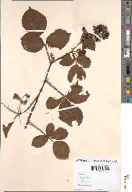 spécimen de Rubus sp.