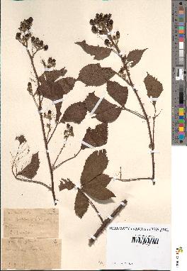 spécimen de Rubus sp.