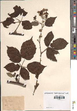 spécimen de Rubus sp.