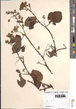 spécimen de Rubus sp.