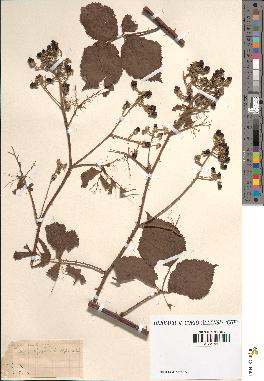 spécimen de Rubus sp.