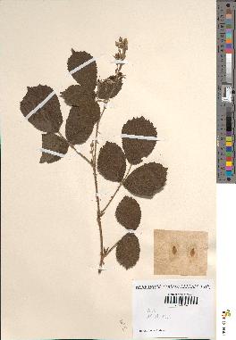 spécimen de Rubus sp.