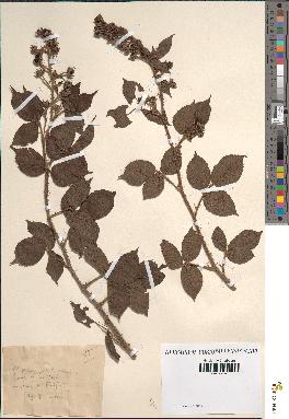 spécimen de Rubus sp.