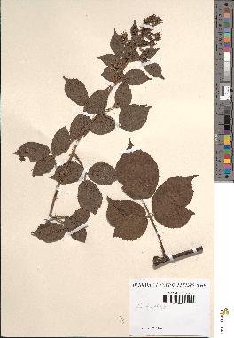 spécimen de Rubus sp.