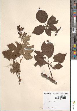 spécimen de Rubus sp.