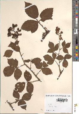 spécimen de Rubus sp.