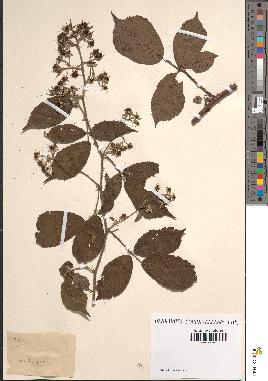 spécimen de Rubus sp.