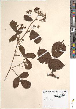 spécimen de Rubus sp.