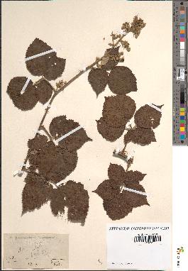 spécimen de Rubus sp.