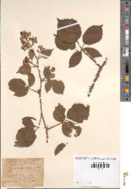 spécimen de Rubus rosaceus