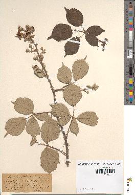 spécimen de Rubus ulmifolius