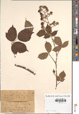 spécimen de Rubus hypoleucus