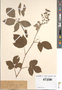 spécimen de Rubus thyrsoideus