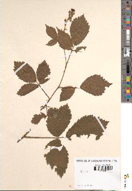 spécimen de Rubus multifidus