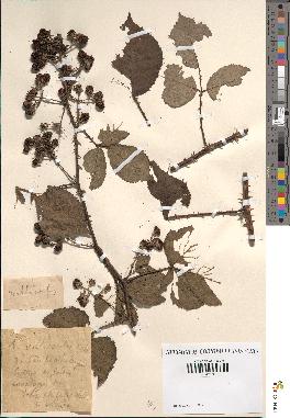 spécimen de Rubus villicaulis