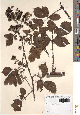 spécimen de Rubus villicaulis