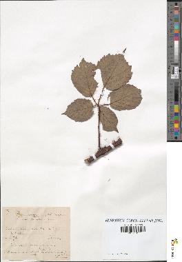 spécimen de Rubus conspicuus