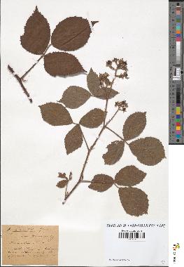 spécimen de Rubus apiculatus