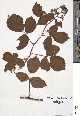 spécimen de Rubus apiculatus