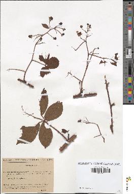 spécimen de Rubus nitidus