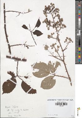 spécimen de Rubus bifrons