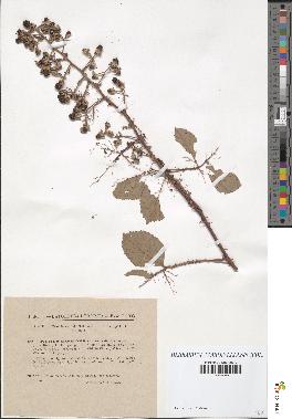 spécimen de Rubus bifrons