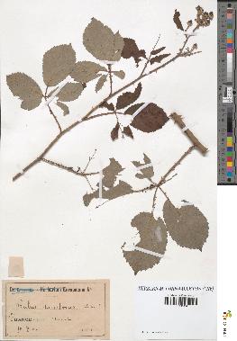 spécimen de Rubus lacertosus