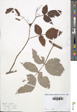 spécimen de Rubus idaeus