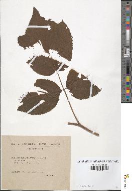 spécimen de Rubus idaeus