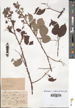 spécimen de Rubus villicaulis