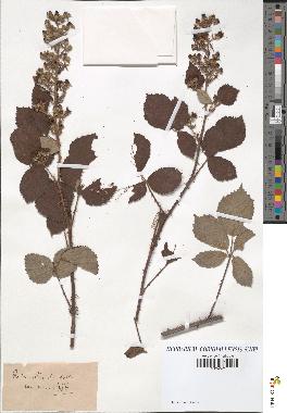 spécimen de Rubus villicaulis