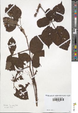 spécimen de Rubus macrophyllus