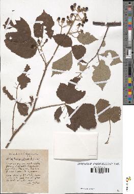 spécimen de Rubus carpinifolius