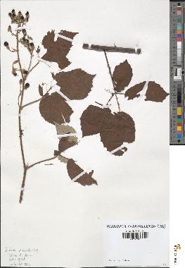 spécimen de Rubus carpinifolius