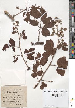 spécimen de Rubus carpinifolius