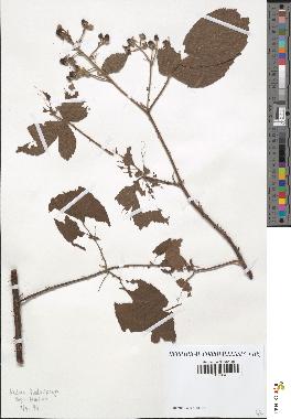 spécimen de Rubus carpinifolius