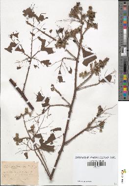 spécimen de Rubus carpinifolius