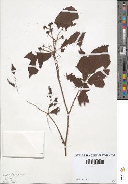 spécimen de Rubus carpinifolius