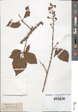 spécimen de Rubus carpinifolius