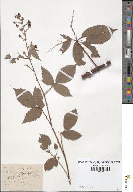 spécimen de Rubus carpinifolius