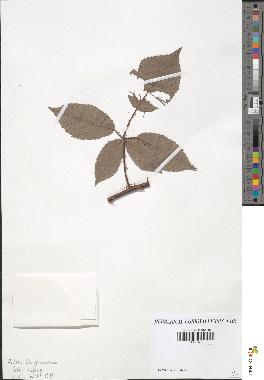 spécimen de Rubus carpinifolius