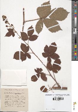 spécimen de Rubus carpinifolius