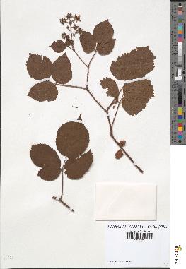 spécimen de Rubus hirtus