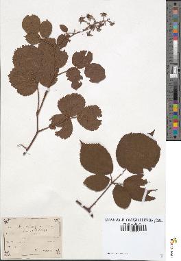 spécimen de Rubus hirtus