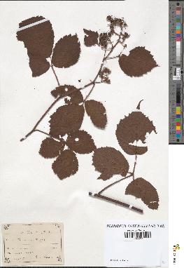 spécimen de Rubus hirtus